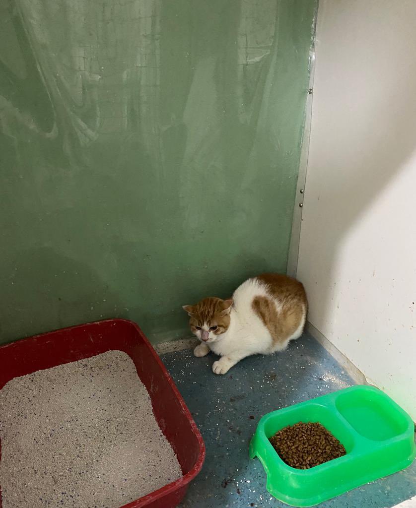 tekirberdus's tweet photo. Yaklaşık iki ay oldu hala klinikte.. tekrar paylaşıyorum. dışarı bırakamıyoruz çünkü çok uysal ve hassas, dayak yiyor aç kalıyor sonucunda da hastalanıyor..  ağlıcam artık bir kişi kucak açsın nolur.. maddi destek de istemiyorum sadece evi olsun klinikte çok mutsuz.. lütfen rt😔 https://t.co/5HvqsdhcGo