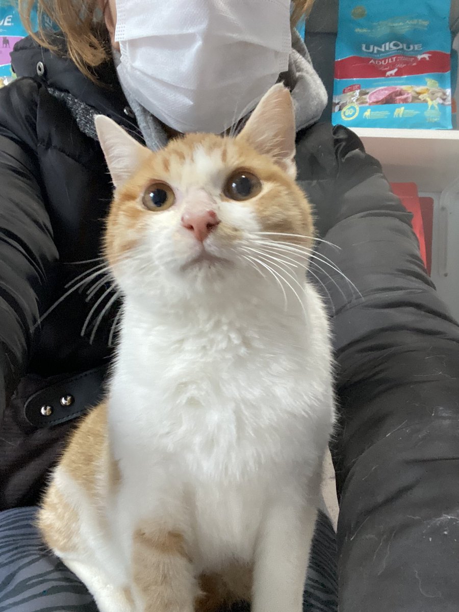 tekirberdus's tweet photo. Yaklaşık iki ay oldu hala klinikte.. tekrar paylaşıyorum. dışarı bırakamıyoruz çünkü çok uysal ve hassas, dayak yiyor aç kalıyor sonucunda da hastalanıyor..  ağlıcam artık bir kişi kucak açsın nolur.. maddi destek de istemiyorum sadece evi olsun klinikte çok mutsuz.. lütfen rt😔 https://t.co/5HvqsdhcGo