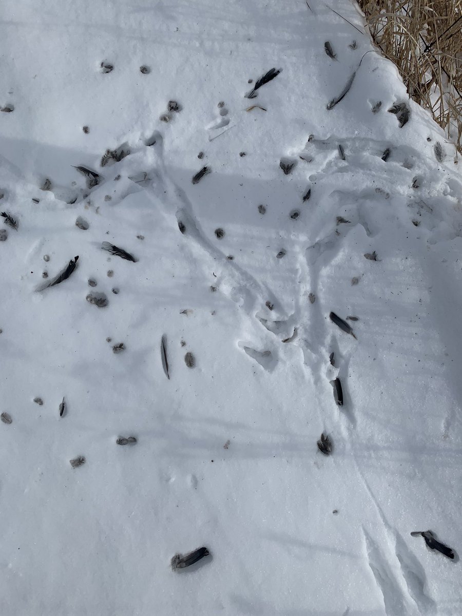 liz_gallant's tweet photo. Someone had a nice snack! 🦉? https://t.co/Ko1stvmh2l