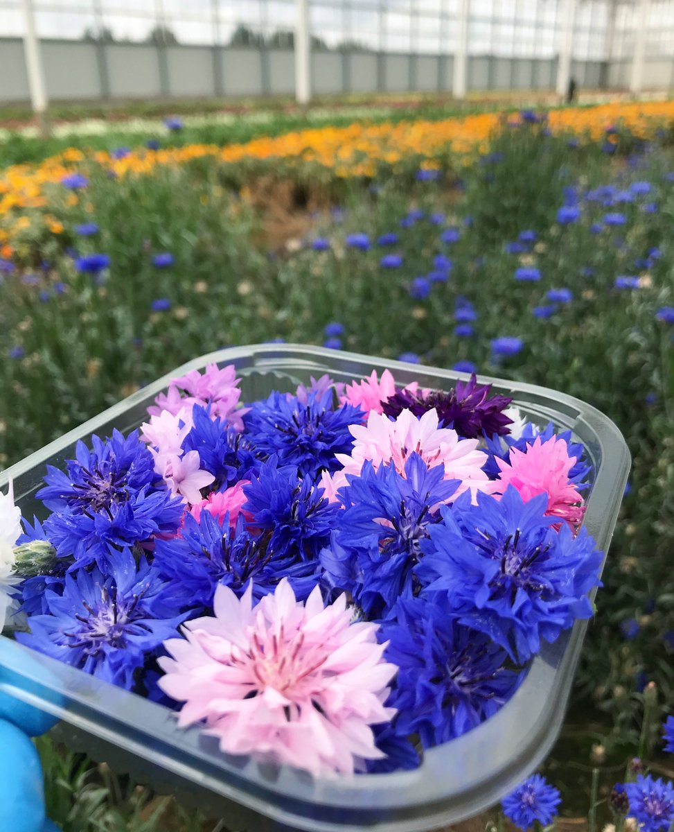 WestlandsUK's tweet photo. Flowers for your Valentine...💕🌸

Our Cornflowers are delicately sweet and lightly spicy, making them the perfect garnish for your Valentine dish!

Buy via your nearest stockist: https://t.co/cpFlTVBZCV

 #ValentinesFood #edibleflowers #specialityproduce https://t.co/cF6IGBONIB