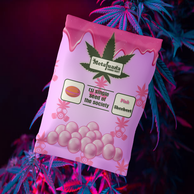PacificatorSOL's tweet photo. Got my pair of @MetajuanaNFT Seeds, and I'm all set to grow my plants!!
Mint A Seed | Grow Your Plant | Reap What You Sow
#LFGrow #MCSMint https://t.co/A3MYj38K9k