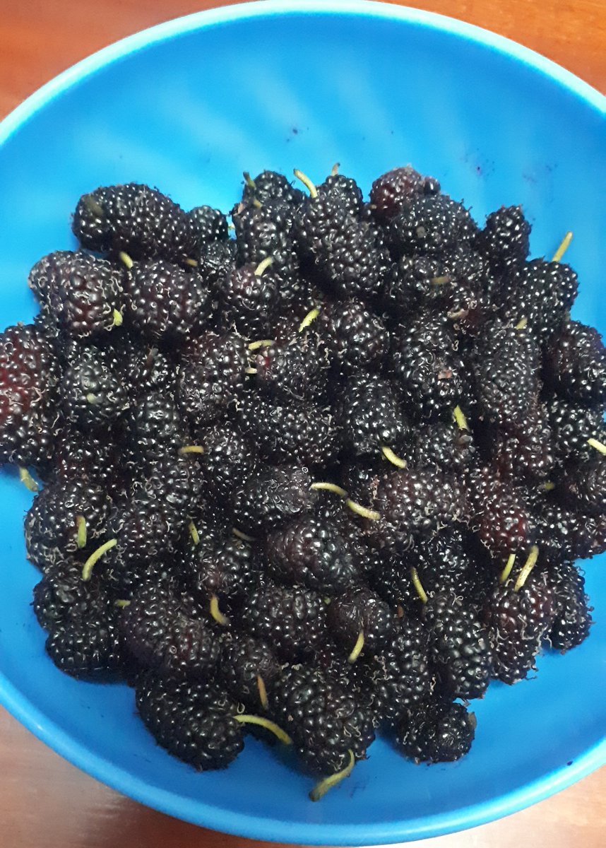 Kituku2's tweet photo. Apart from Mangoes, Mulberries aka NDAE are also in season.
Muyo muthei 🤗
#Kambasome
@kot https://t.co/ELFhmKg1YK