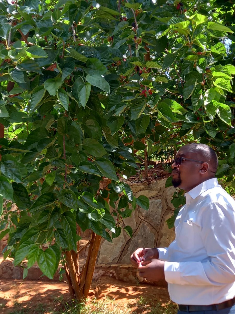 Kituku2's tweet photo. Apart from Mangoes, Mulberries aka NDAE are also in season.
Muyo muthei 🤗
#Kambasome
@kot https://t.co/ELFhmKg1YK