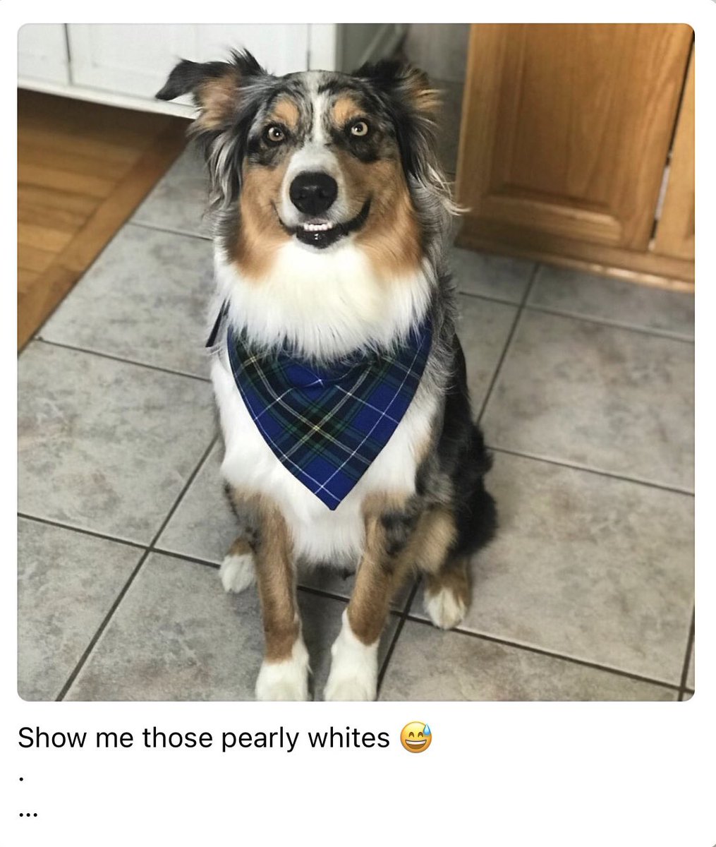 scribbandscript's tweet photo. @dog_rates @Trupanion https://t.co/sVC4STXnxs