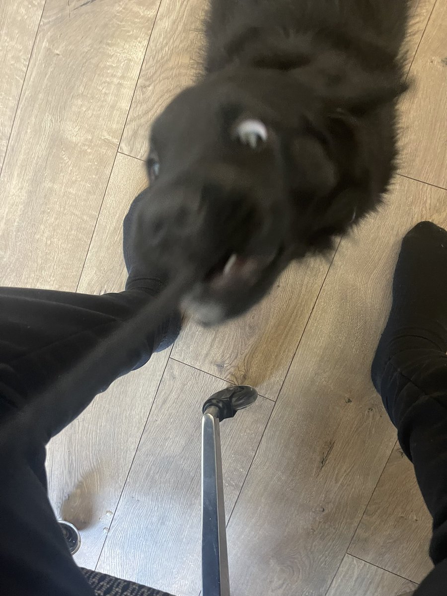 FlaskyG's tweet photo. New pup just dropped. Plz enjoy. https://t.co/HH2NlW8gR4