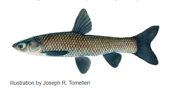 Blackcarp Twitter Search Twitter Blackcarp Twitter Search Twitter