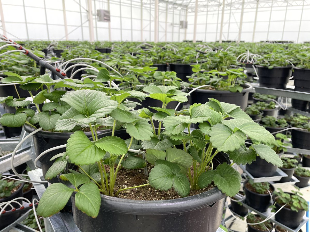 NBrusatore's tweet photo. Well I’d say it’s almost time to allow fruiting go #AFI #RSSFF https://t.co/FAjRx9SoCn