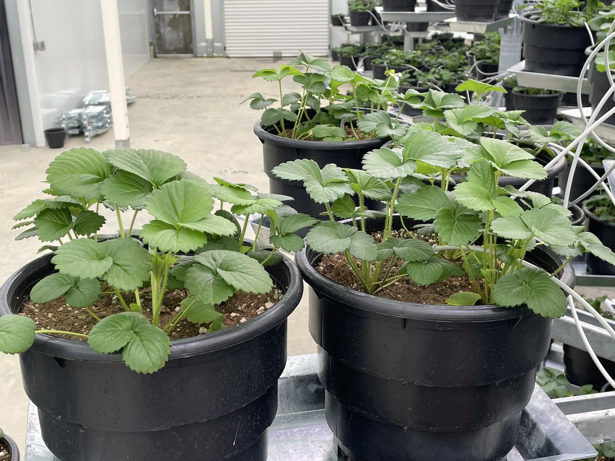 NBrusatore's tweet photo. Well I’d say it’s almost time to allow fruiting go #AFI #RSSFF https://t.co/FAjRx9SoCn