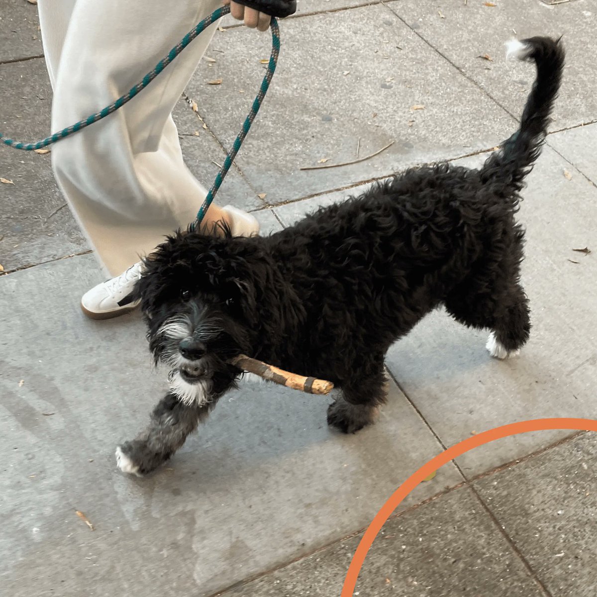 KoruK9's tweet photo. Basic training for Frankie was important to Charles so Frankie would have a foundation of structure and obedience. The training is continuous but, thanks to Koru, Charles and Frankie got a great start. 

Koru K9 puppy training is designed to get your puppy off on the right paw. https://t.co/XKsMWxPGEK