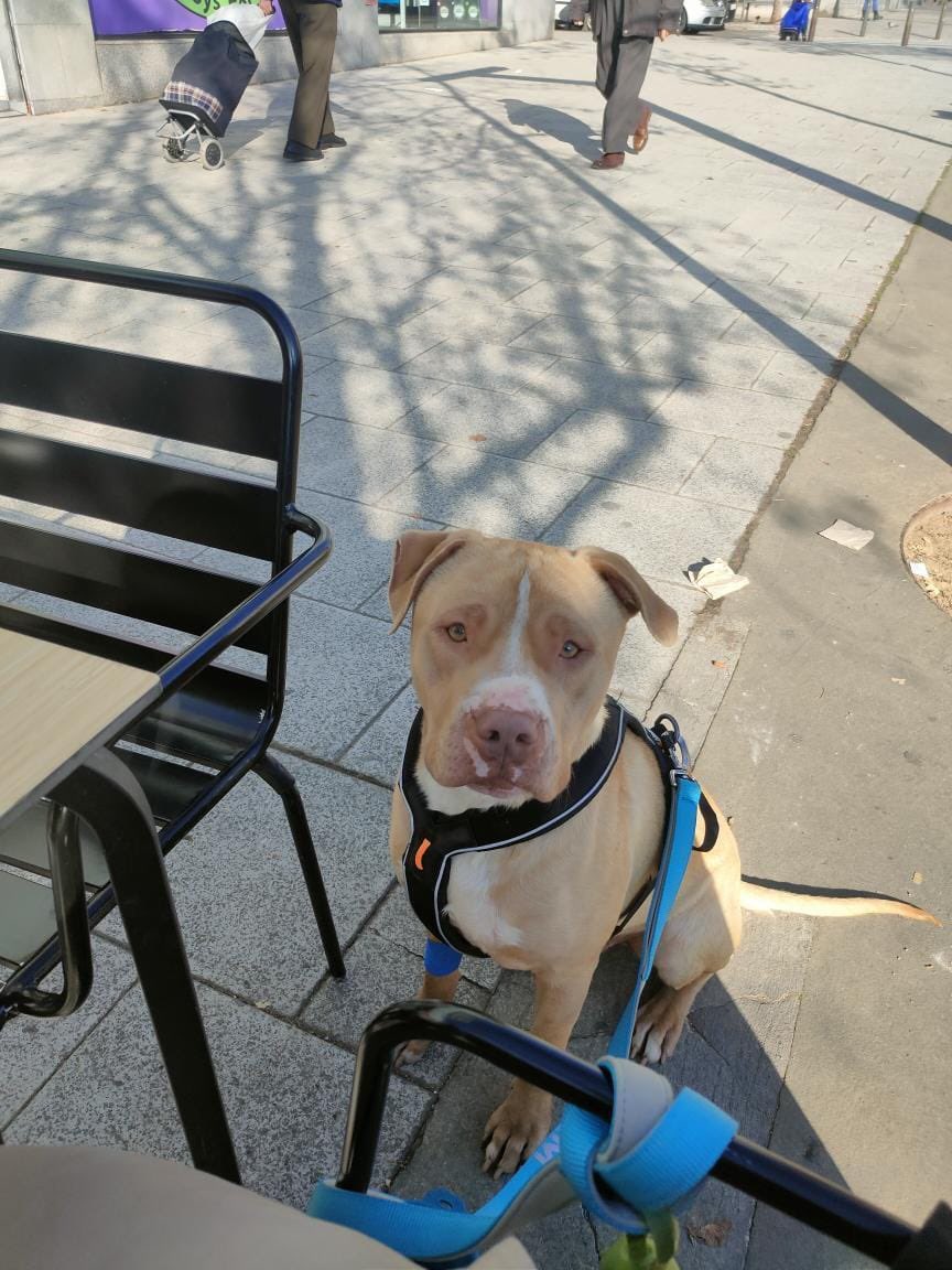 ProteBerga's tweet photo. Recordeu els pitbulls que van arribar tan malament? el mascle ha estat adoptat!!!!I està feliç amb la seva nova família❤️ #graciesperadoptar https://t.co/nHB1pzdYnz