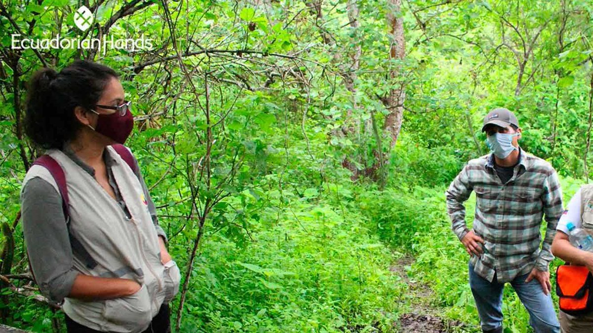EcuadorianHands's tweet image. Learn about the visit of the technical representatives of the @Ambiente_Ec in the tour and inspection of our Forest and Protective Vegetation El Artesan/Ecuadorianhands🌳. Where they could see the palosanto trees 🌱 (Bursera Graveolens) planted thanks to our #reforestationprogram
