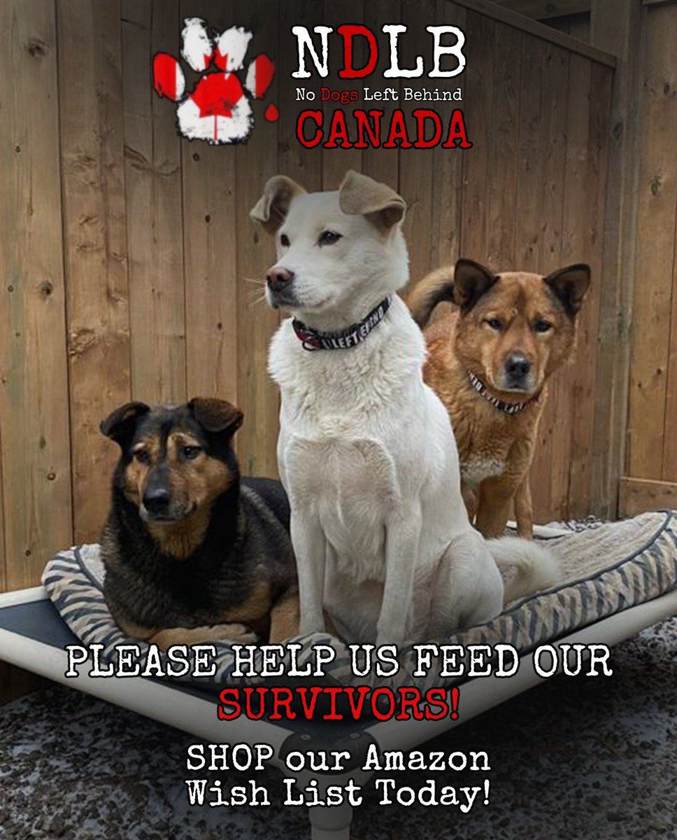 NDogsLB's tweet photo. FOOD DRIVE! Please help us FEED our survivors! We have so many more mouths to feed with the Kabul 19 dogs at the NDLB  🇨🇦 Safe House! NEEDED MOST: Canned Food

Please visit our Amazon Wish List below and purchase a gift of nourishment for our #dogs. https://t.co/pClTPAdNzQ https://t.co/rmIRs2JhWc