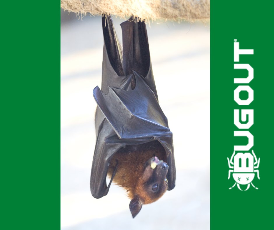 BugOut_Service's tweet image. Is it that time of year again? Bat Season is back! Take these simple precautions to stay safe. 

Need Pest Control? Visit bugoutservice.com NOW!

Article: 
theapopkavoice.com/stories/bat-se…