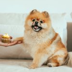 Photo by National Cupcake Day (@CupcakeDayCA)