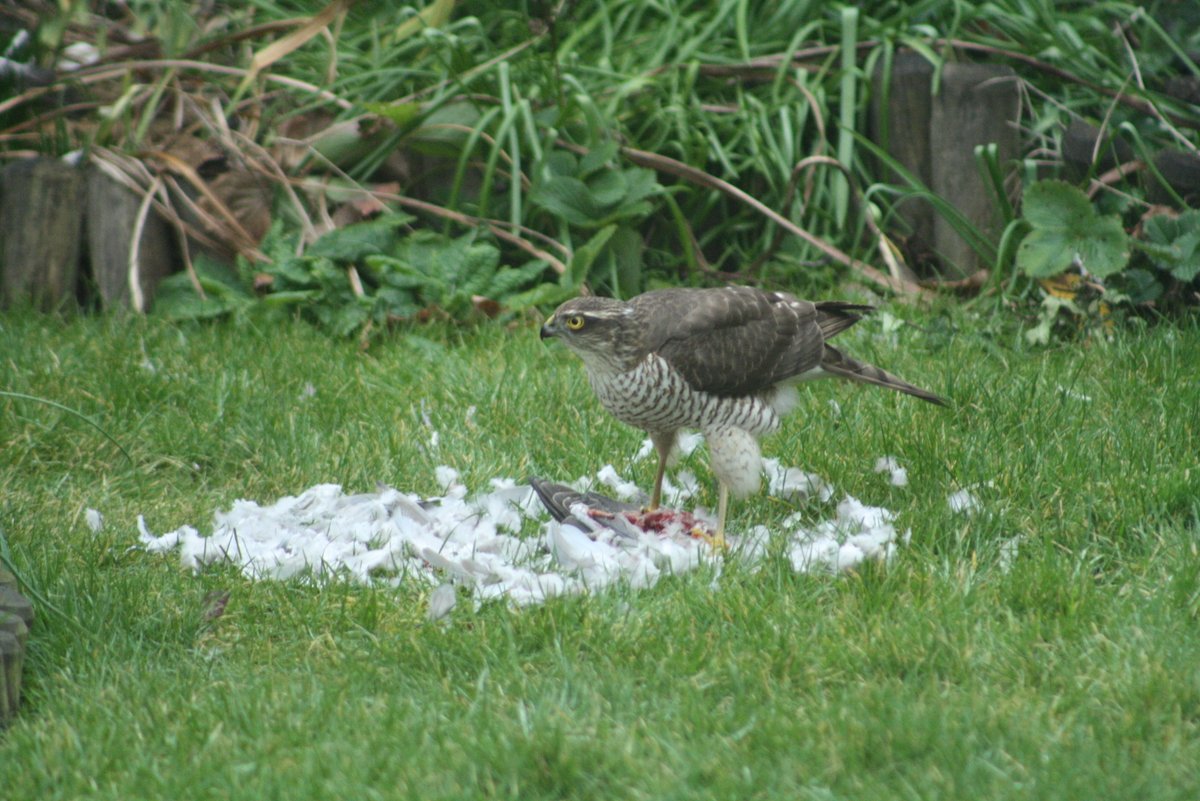 grahammoorby's tweet photo. A #sparrowhawk visited the garden today, not the best outcome for this pigeon though.  #Nature #redintoothandclaw @Natures_Voice @WildlifeTrusts @BBCSpringwatch https://t.co/0qmeFfrS19