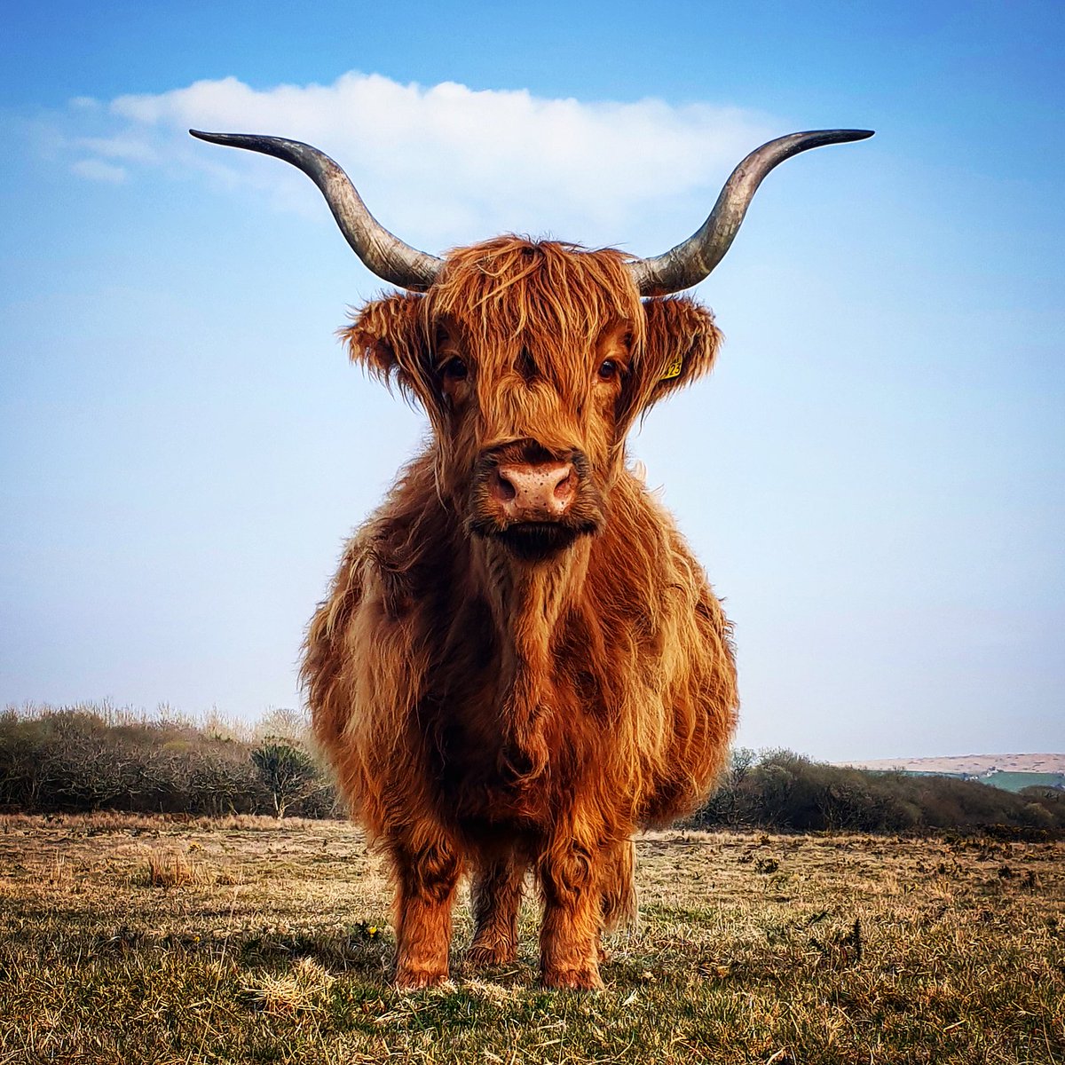 BritishVets's tweet photo. *Closing soon* Capture the animal kingdom in all its glory and submit your photos for this year's #BVAPhotoComp by 14 February. 

Entries are open in these categories:
📸 Sustainable futures
📸 All creatures great and small
📸 Happy pets that make us smile
https://t.co/sWSMUVUdWf https://t.co/ihKpAjfh1v