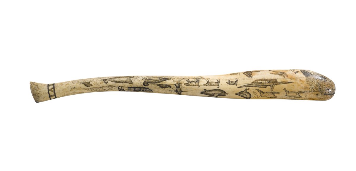ANC_Historian's tweet photo. 20th century scrimshawed walrus oosik (aka baculum, aka penis bone). Most likely carved by an Alaska Native artisan for tourists. This example sold for $5,292 at Sotheby's this year. #alaskahistory #oosik https://t.co/VRCgp2zeGy