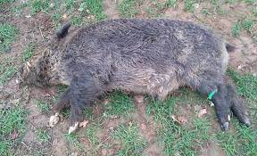 Sanglierpassion's tweet photo. @Voltariuxwow Le sanglier est-il mort en essayant de traverser la route? A-t-il été abattu par un chasseur chanceux? M6 mène l'enquête https://t.co/tNFpkE9jlf