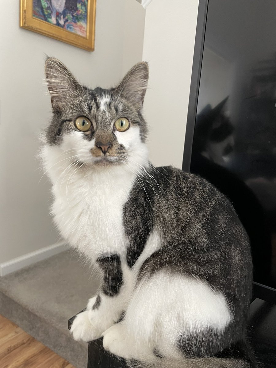 Mr_NevNev's tweet photo. This cat is a cutie! Do it! https://t.co/evCnGhUeZm