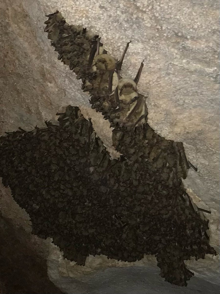 NWOSU_EDUCATION's tweet photo. Mrs. Fosters, Early Childhood Science and Social Studies Methods course toured Alabaster Caverns to learn more about incorporating local resources into science projects. https://t.co/skYfL23O6j