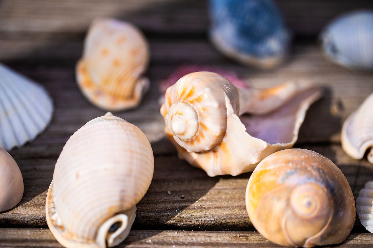 ocracokevillage's tweet photo. What shell is your favorite to search for on Ocracoke?
#visitocracokenc #visitnc #ocracoke #outerbanks #nc #shelling #ncshells https://t.co/Ho0F7gFJ3u