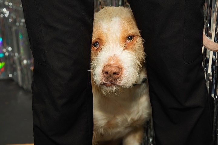 KindaCandid's tweet photo. Kronk is a little shy, so he asked us to help him find his Valentine 💗💗

Head over to @aggielandhumane to meet this gentle boy. I mean…how could you say no to that sweet, crooked smile🥺

#aggielandhumanesociety #dogadoption #KindaCandid #selfiemuseum #bcstx #aggieland https://t.co/f0HUwg6501