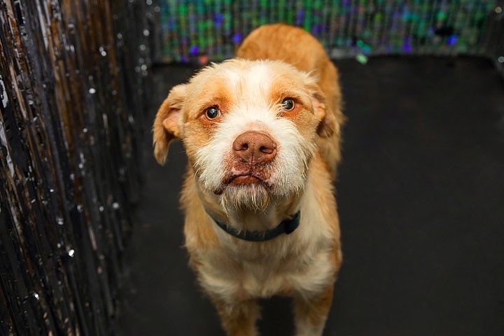 KindaCandid's tweet photo. Kronk is a little shy, so he asked us to help him find his Valentine 💗💗

Head over to @aggielandhumane to meet this gentle boy. I mean…how could you say no to that sweet, crooked smile🥺

#aggielandhumanesociety #dogadoption #KindaCandid #selfiemuseum #bcstx #aggieland https://t.co/f0HUwg6501