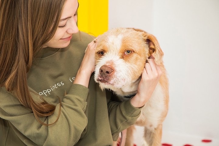 KindaCandid's tweet photo. Kronk is a little shy, so he asked us to help him find his Valentine 💗💗

Head over to @aggielandhumane to meet this gentle boy. I mean…how could you say no to that sweet, crooked smile🥺

#aggielandhumanesociety #dogadoption #KindaCandid #selfiemuseum #bcstx #aggieland https://t.co/f0HUwg6501
