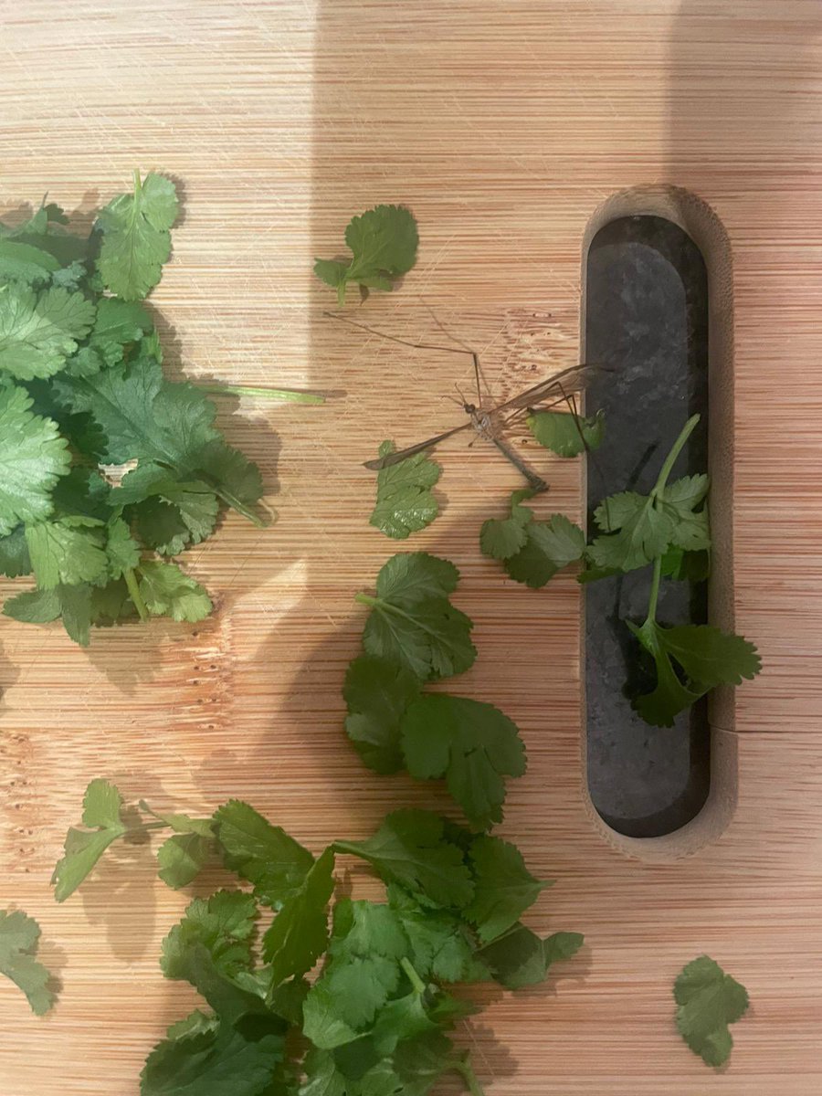 DaisyBoard's tweet photo. Excited for my first #hellofresh meal and then I find a bug #usedtobefresh @HelloFreshUK https://t.co/AdjXr2upb0
