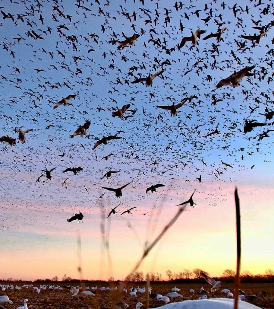 TonyVandemore's tweet photo. Iโm your Huckleberry!!! #Snows22 #Countdown #DominateTheSkies #HeviNation https://t.co/GRvYguoz18 https://t.co/zRGJZBfry6