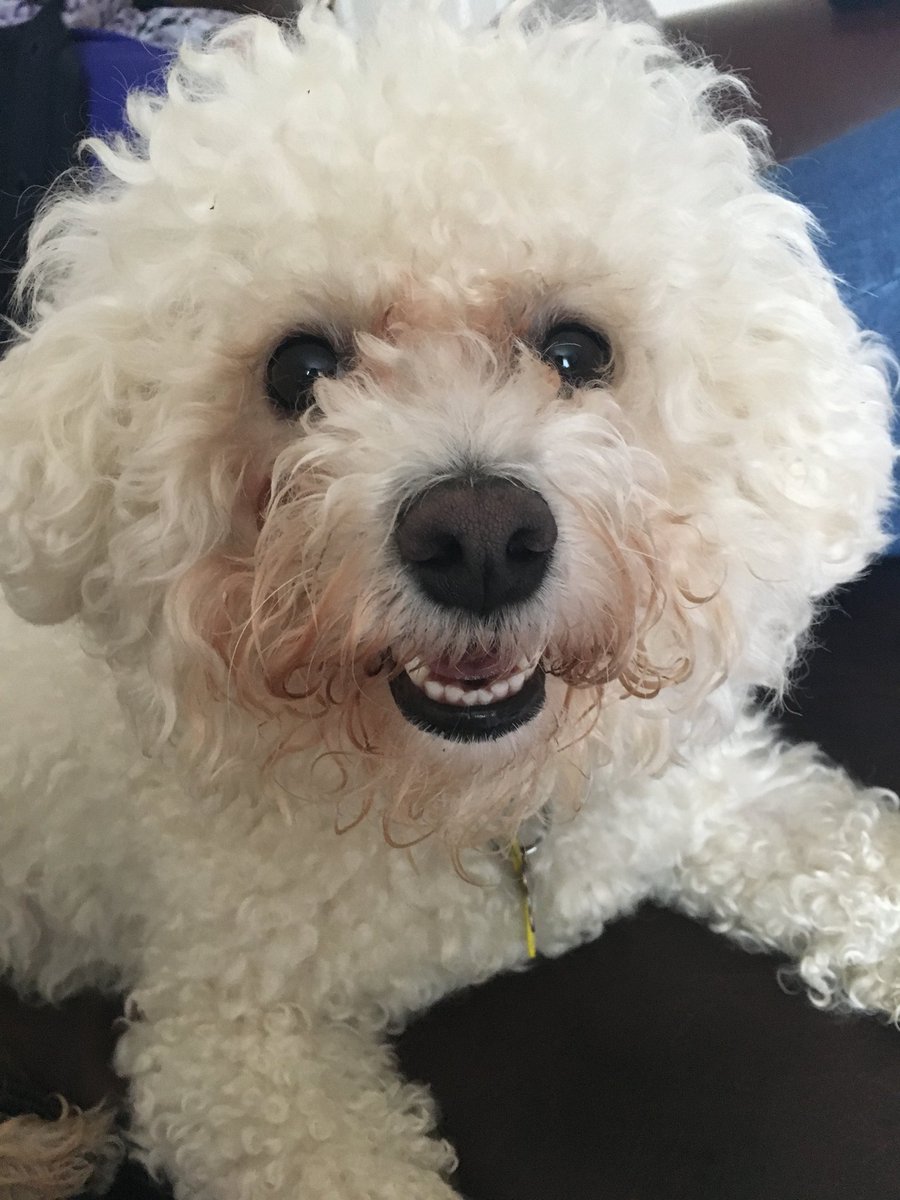 malisapierri's tweet photo. @dog_rates @Trupanion Millie and Honey ♥️ https://t.co/PufOUJPR1M