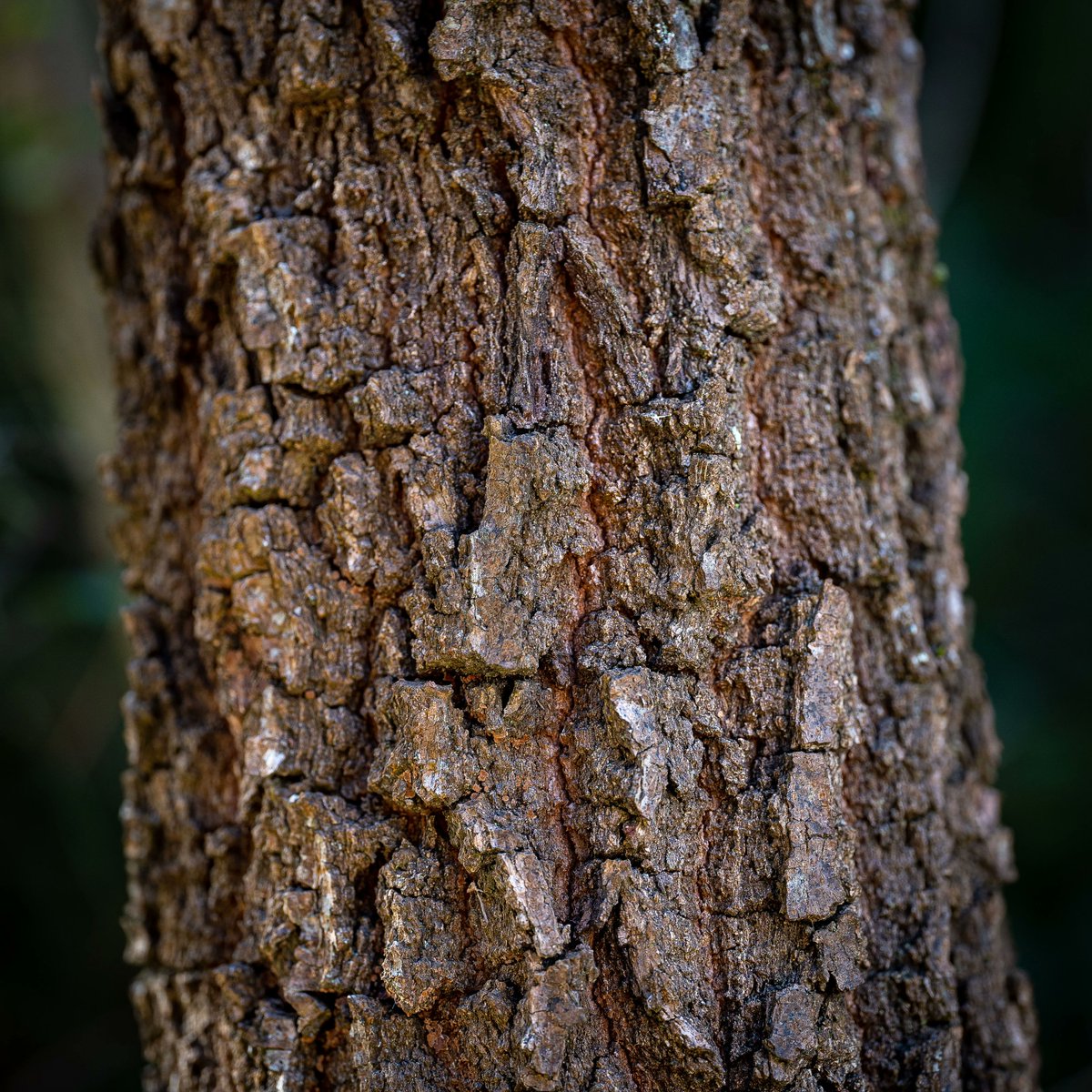 Rest_Calenric's tweet photo. Textures de bosc. El pas del temps deixa empremta en la natura #texturesdebosc #calenric #valldebianya #estrellamichelin #michelinchef #michelinstar #guiamichelin #oad2021 https://t.co/CmptcwQxsY