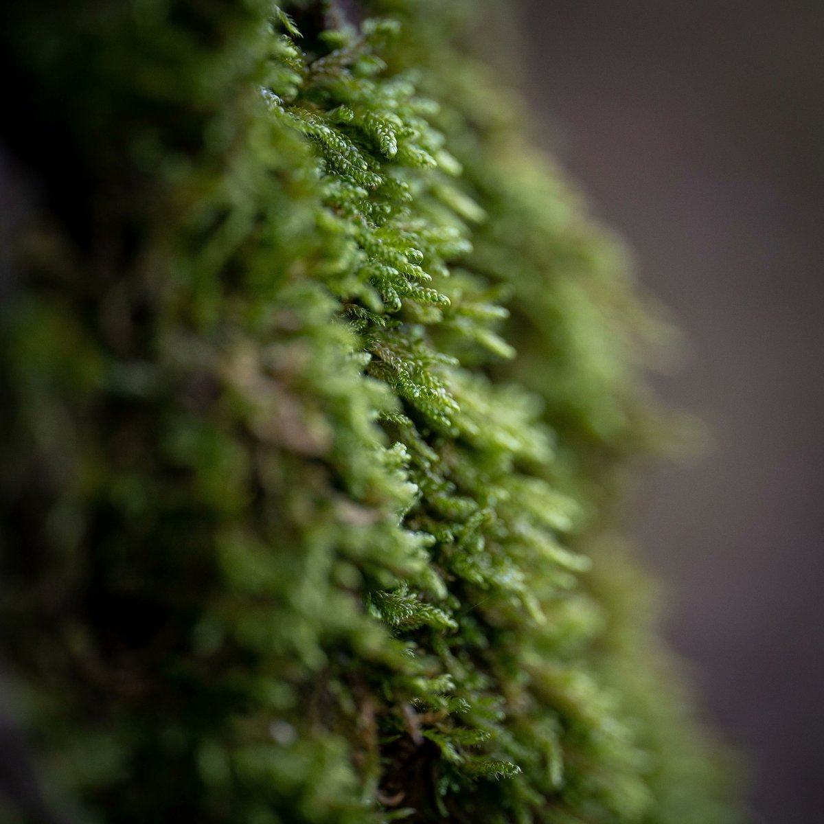 Rest_Calenric's tweet photo. Textures de bosc. El pas del temps deixa empremta en la natura #texturesdebosc #calenric #valldebianya #estrellamichelin #michelinchef #michelinstar #guiamichelin #oad2021 https://t.co/CmptcwQxsY