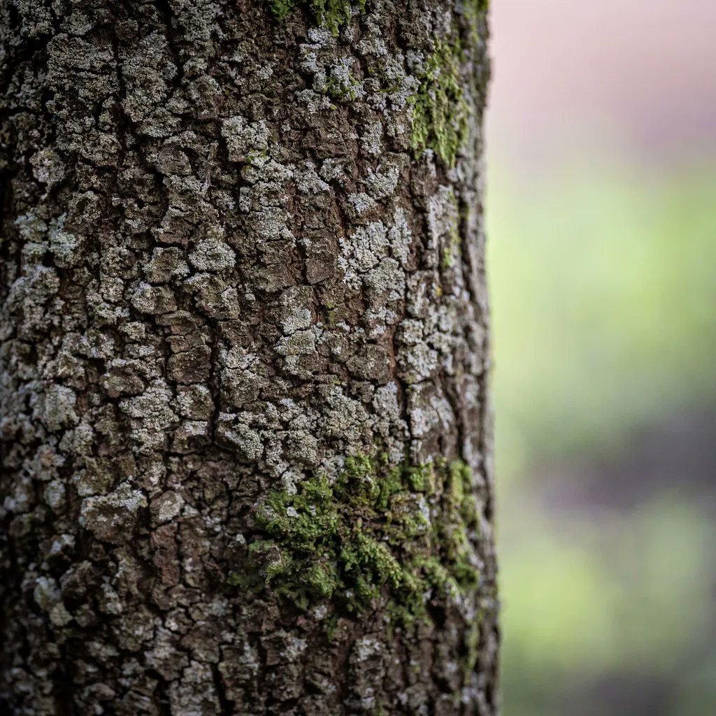 Rest_Calenric's tweet photo. Textures de bosc. El pas del temps deixa empremta en la natura #texturesdebosc #calenric #valldebianya #estrellamichelin #michelinchef #michelinstar #guiamichelin #oad2021 https://t.co/CmptcwQxsY