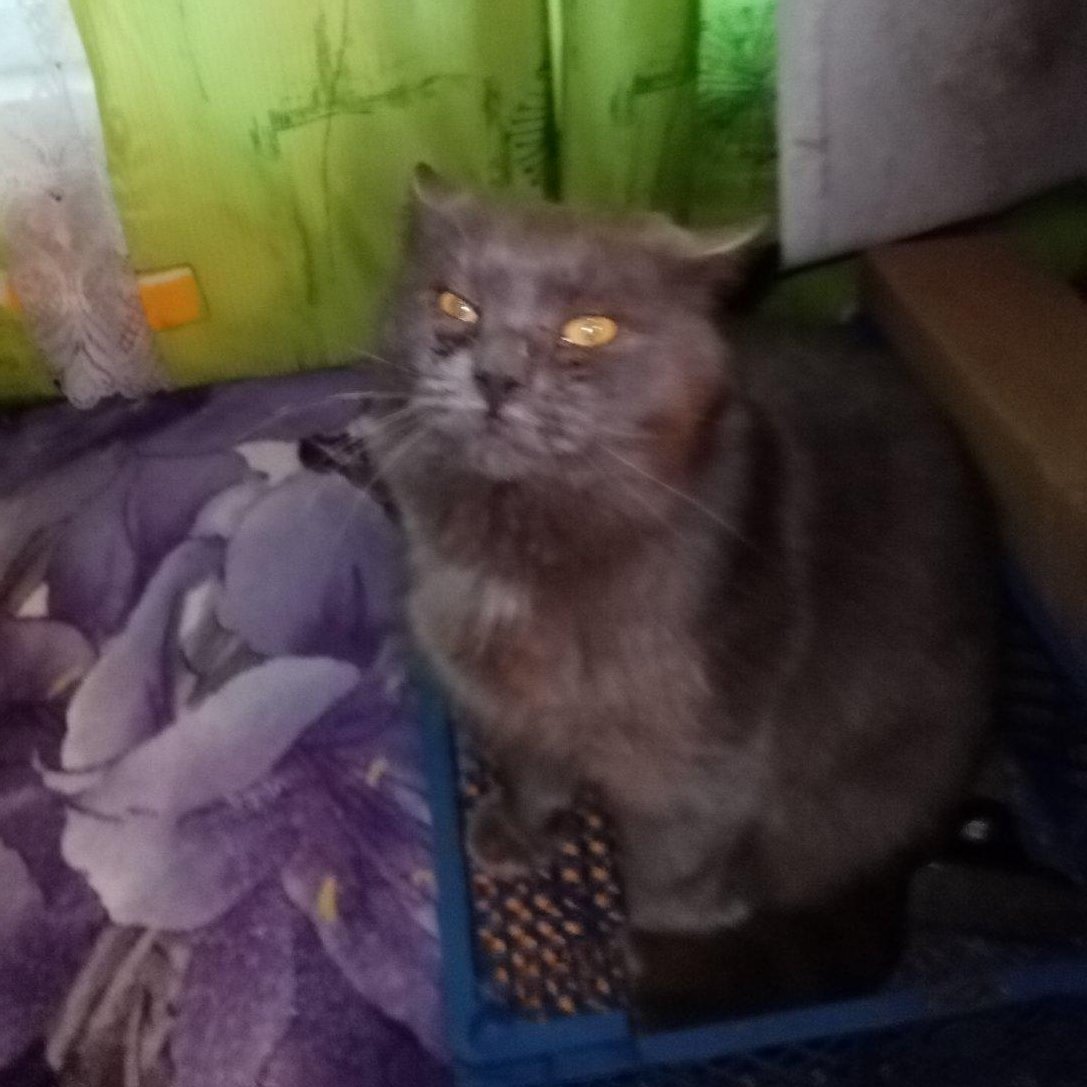 Люсьен:-Ну вот пришёл я-почтил вас своим присутствием-можно сказать-снизошёл до вас-не побоюсь этого слова.И где моя кура?Сколько вам твердить-говоришь Люсик-подразумевается кура,говоришь кура-подразумевается Люсик.Несите уж куру скорее-не злите меня-а то уйду.Нет куры-нет Люсика