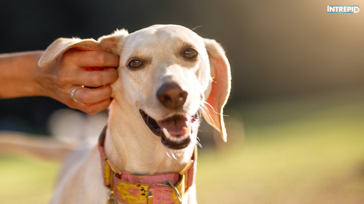 IntrepidPet's tweet photo. 🧐Did you know? #Dogs release #endorphins when you rub their ears. They have a branch of nerves in this part of their body that is extra relaxing for them when massaged! #IntrepidPet https://t.co/IIptr24Jj0
