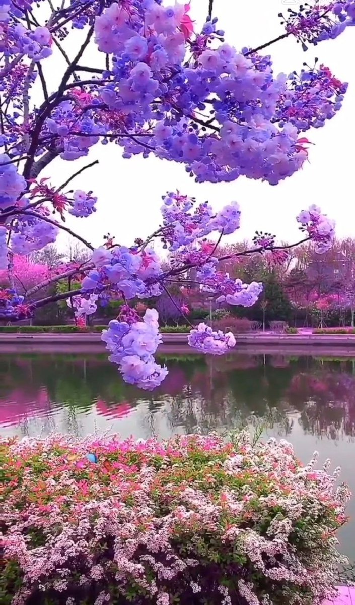 Angel_Stockler's tweet photo. :¨·.·¨:🌾
 `·. .🌸    .⋆*ೄ.•*¨*•.💜🤍💜.⋆*ೄ.•*¨*•. https://t.co/NO71ivjKws