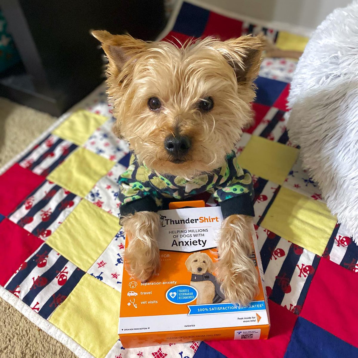 thunder box for dogs