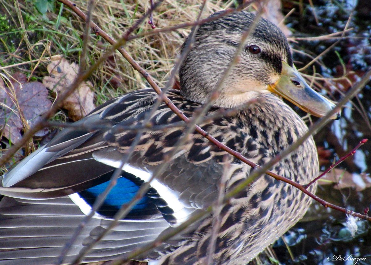 DeBiezen_76's tweet photo. Nog een donkerblauwe voor #kleurindenatuur en dan gauw naar Het verhaal van Nederland met #Romeinen en #Bataven πΊ https://t.co/YcUwKnbabY
