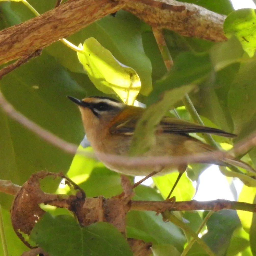 barbaralit's tweet photo. Firecrest! A tiny bird only 9cm long and weighing 5g, the same as a 20p coin. And much less common than the similar sized Goldcrest @NickRutter3 @Tigercatgirl @wwcommon @White1939D https://t.co/6hqjUs8fse