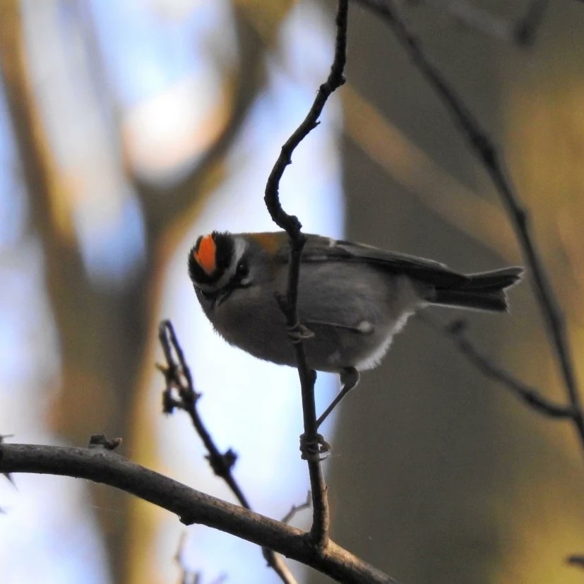 barbaralit's tweet photo. Firecrest! A tiny bird only 9cm long and weighing 5g, the same as a 20p coin. And much less common than the similar sized Goldcrest @NickRutter3 @Tigercatgirl @wwcommon @White1939D https://t.co/6hqjUs8fse