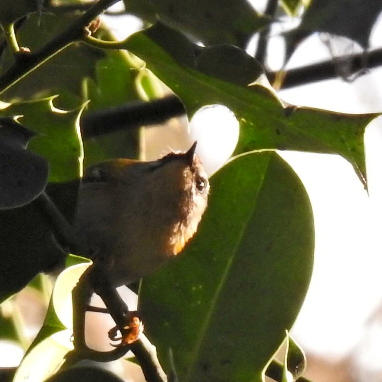 barbaralit's tweet photo. Firecrest! A tiny bird only 9cm long and weighing 5g, the same as a 20p coin. And much less common than the similar sized Goldcrest @NickRutter3 @Tigercatgirl @wwcommon @White1939D https://t.co/6hqjUs8fse