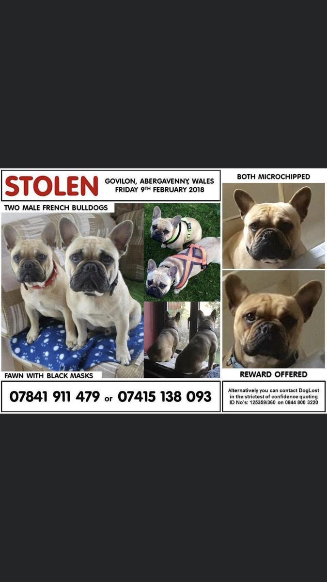 RachaelB100's tweet photo. ❗️4 Years Today #Stolen Back Garden Bert & Ernie 9/2/2018 #Govilon #Abergavenny #NP7 #Wales #FrenchBulldogs
2 very much loved & missed Brothers #Chipped 🙏
https://t.co/iGOrp6qY2t
BERT
https://t.co/0uNl1uBEps
ERNIE
https://t.co/thorRMAjUw
@AberVoice @AberChronicle
@SAMPAuk_ https://t.co/n5N45S6Egm