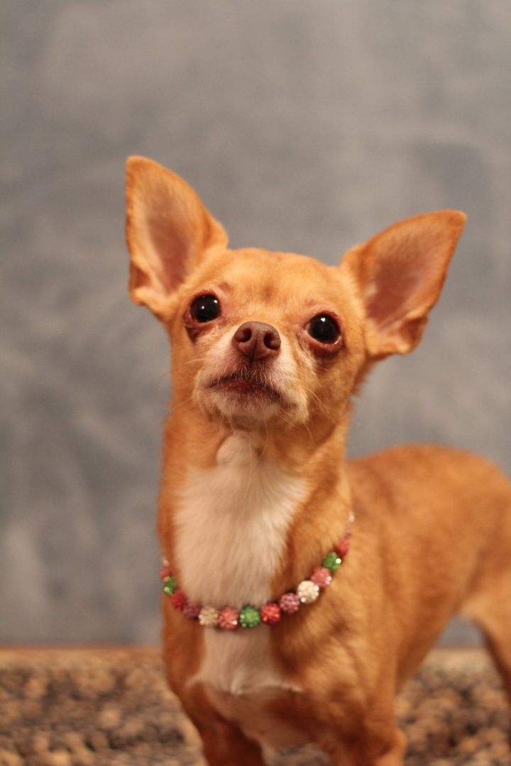 cherryindallas's tweet photo. @pets468 Bobby and Dolly! 😍 Here's Dolly! https://t.co/ijnlS7WbKR