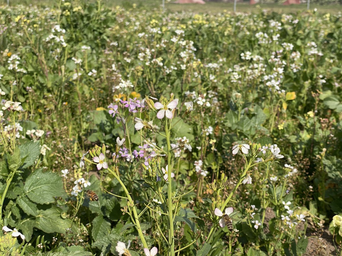 I have about 3000 sqFt of blooming weeds that I have let flower.  Let me tell you. The air is vibrating with buzzing. #priceless #savethebees #beeawareness where are the bees? I prefer this game opposed to Where’s Waldo. 🙃
