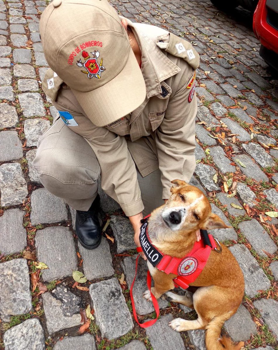 cbmerjoficial's tweet photo. Acolhemos, treinamos,  socorremos. O Corpo de Bombeiros #RJ é amigo dos animais. Porque toda vida importa!

#CBMERJ #BombeirosRJ #DBM1/1 #2gsfma_cbmerj #cachorros #Binômio https://t.co/MfnNeNGy2f