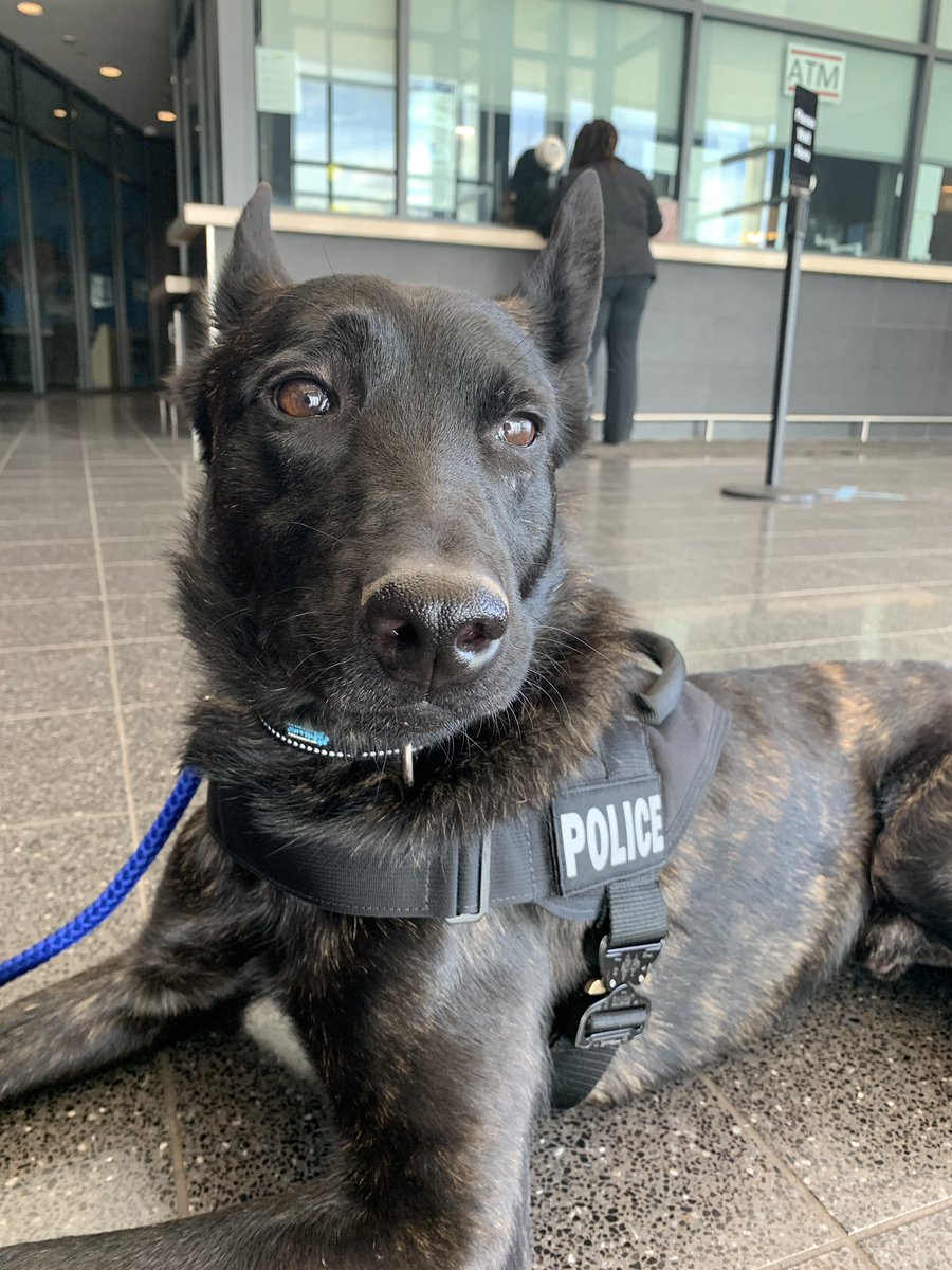 kcpolice's tweet photo. This is Rowdy, our new peer support dog courtesy of the @kcfop.
 
He’s a 3-year-old Dutch Shepard rescue who will comfort officers who’ve experienced traumatic events, boost morale within the department, and support any KCPD employee who could use some. https://t.co/bTosanxdNQ