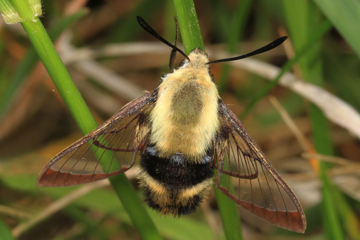 Pollinators's tweet photo. Snowberry Clearwing moths are widespread, ranging from Mexico to Southern Canada. Their mimicry of bumblebees is a defensive adaptation, as it confuses predators into thinking they might sting. They are excellent pollinators of many flowers!

Photo by Judy Gallagher (CC BY 2.0) https://t.co/ZRJTX8wLog