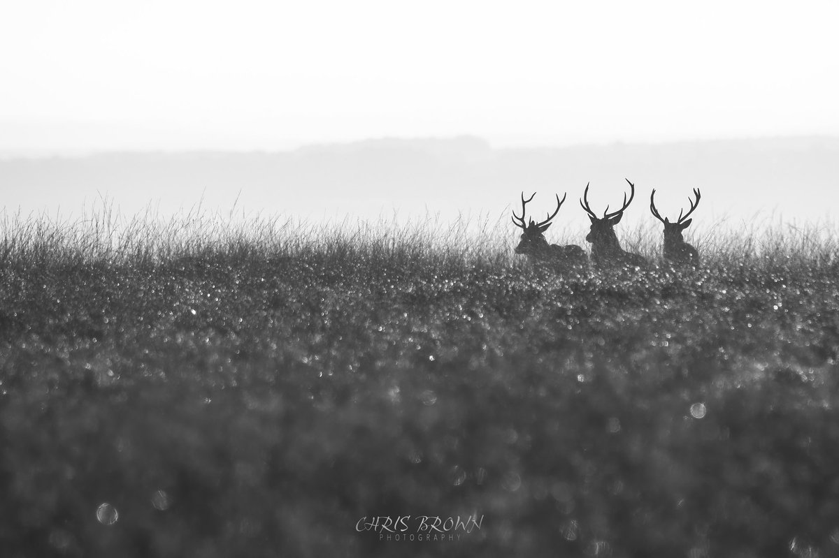 chrisbrownraw's tweet photo. The 3 Amigo’s. One harshly lit day on the moors of the #peakdistrict. These 3 stags roaming the moors just before the start of the rut
#wildlife #RedDeer #NFT #NFTCommumity https://t.co/2x112dpXZ4