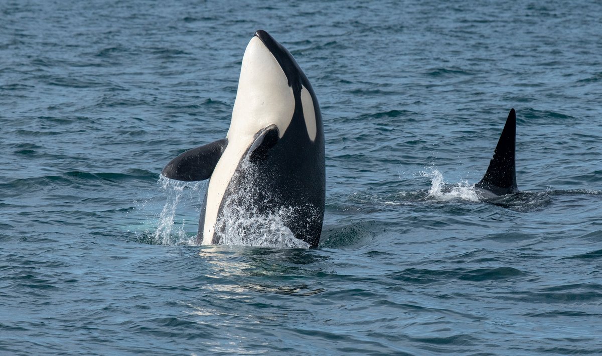 Whatcha lookin' at? Orcas are very active predators and can often be seen spyhopping - a behavior consisting of holding itself vertically by kicking with its tail fluke to inspect the water surface. Some individuals are able to keep this up for minutes at a time!

#EarthIsBlue
